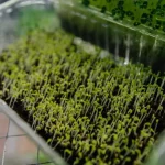 spirulina farming solution